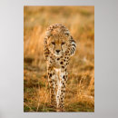 Search for jubatus posters Animal