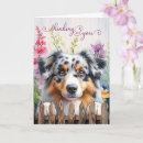 Search for australian shepherd cards Dogs