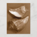Search for seashell photography postcards Nature