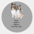 Search for shetland sheepdog stickers Miniature collie