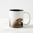 Search for cows in field mugs Outdoors