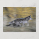 Search for black wolf postcards Nature