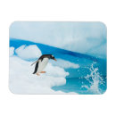 Search for flightless magnets Wildlife