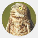 Search for burrowing stickers Owl