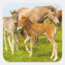 Search for foals stickers Brown