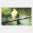 Search for goldfinch stickers Nature