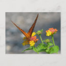 Search for butterfly garden postcards Gardens