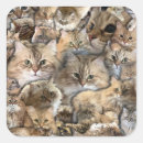 Search for siberian cat stickers Cute