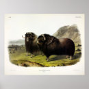 Search for muskox posters Ovibos moschatus