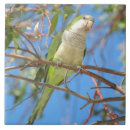Search for parrot tiles Blue
