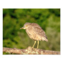 Search for crowned night heron art Bird