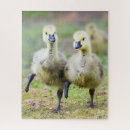 Search for long island puzzles Animal