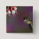 Search for ruby throated badges Kentucky