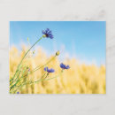 Search for cornflower postcards Summer