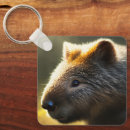 Search for wombat key rings Wildlife