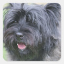 Search for brindle stickers Cute
