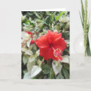 Search for hawaii christmas cards Floral