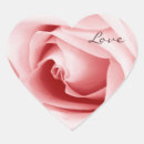 Search for fragrant Pink rose