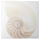 Search for shell the tiles Sand