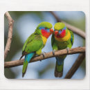 Search for rainbow lorikeet electronics Wildlife