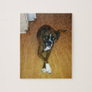 Search for boxer dog puzzles Photography