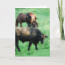 Search for steer cards Cow