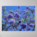 Search for jacaranda tree Hawaii