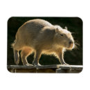 Search for capybara magnets Nature
