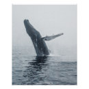 Search for humpback whale posters Marine life