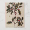 Search for holly berry postcards Plant