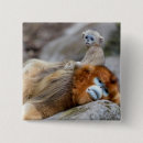 Search for monkey square badges Primate