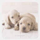 Search for long haired dachshund stickers Animal