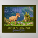 Search for bighorn posters Photography