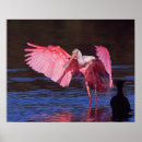 Search for roseate spoonbill posters Wildlife
