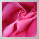 Search for rose lovers posters Botanical