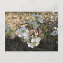 Search for native flowers postcards Wildflowers