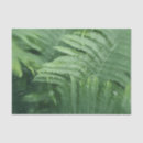 Search for fern tissue paper Greenery
