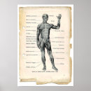 Search for vintage school posters Anatomy