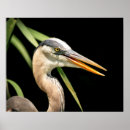 Search for great blue heron posters Wildlife
