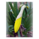 Search for crocus posters Yellow