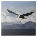 Search for haliaeetus tiles Flight