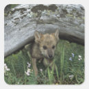 Search for timber wolf stickers Outdoors