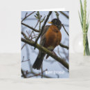 Search for robin birthday cards Bird