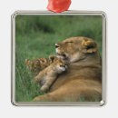 Search for mammal christmas tree decorations Panthera leo