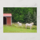 Search for race photography Standardbred