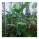 Search for banana tree posters Hawaii