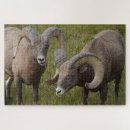 Search for sheep puzzles Big horn sheep