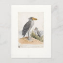 Search for bird watchers postcards Birder