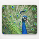 Search for peafowl feather mousepads Animal