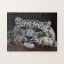 Search for bigcats Endangered